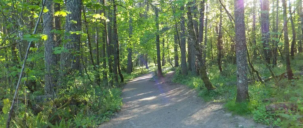 Lichtdurchfluteter Wald als Sinnbild für Erholung und neue Kraft bei Stress und Burnout